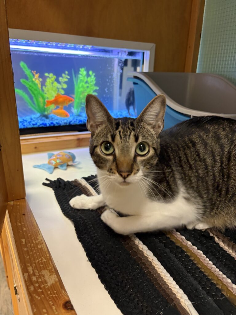 Home Cat in boarding condo lays next to aquarium tank with goldfish in it