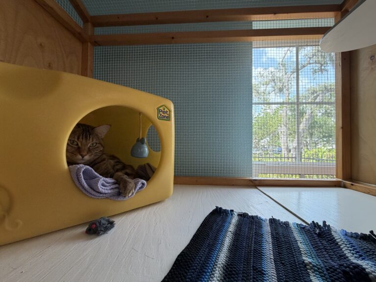 Home Cat is relaxing inside a cat house that looks like cheese, with a window view in background