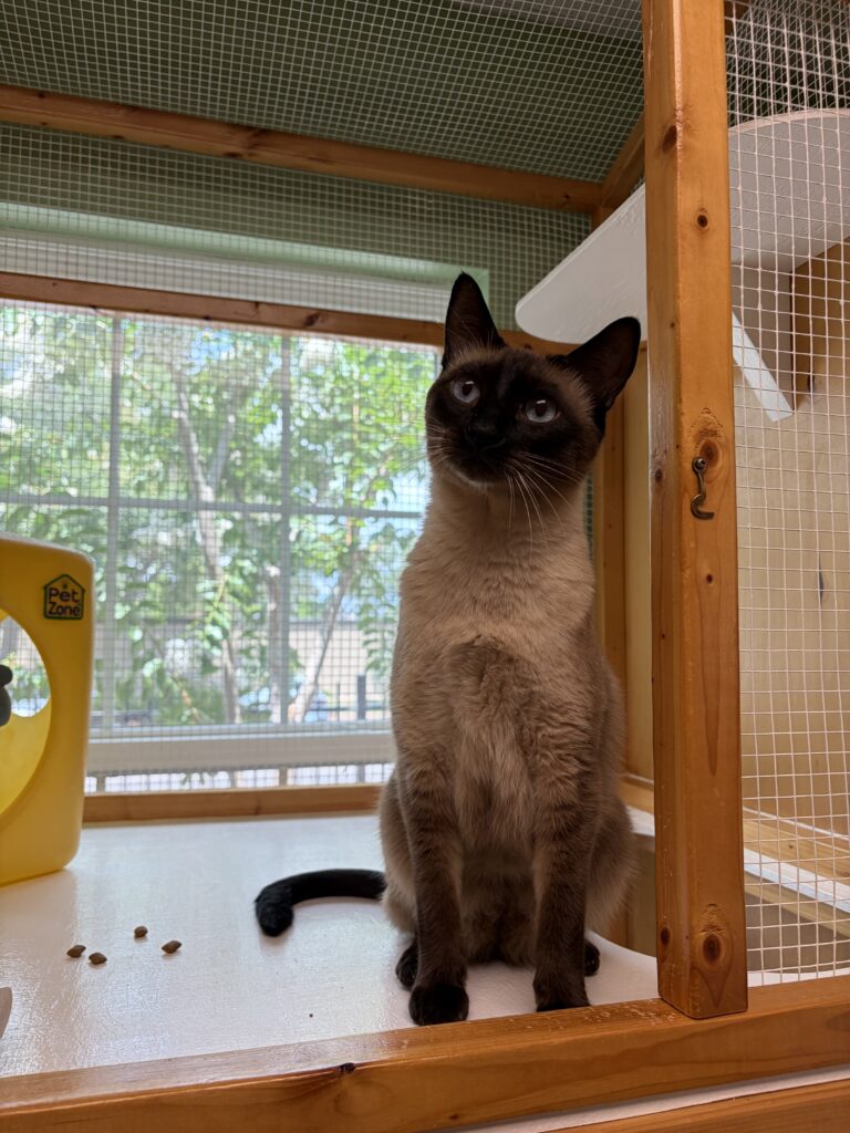 Home Siamese cat poses inside a cat boarding condo with a window view