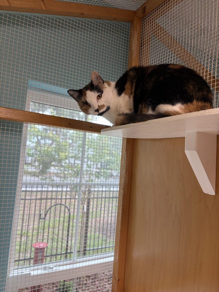 Home cat looks back while sitting on high perch with a window view