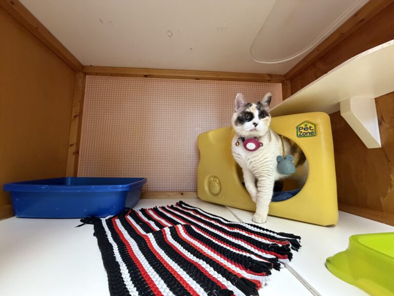 Home Cat inside a standard boarding unit