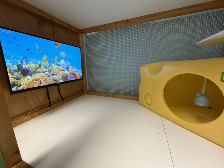 Home Clean TV unit for cat boarding, with ocean video on TV