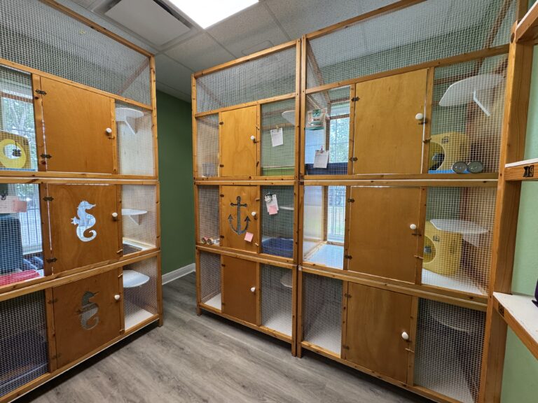 Home Room of cat boarding condos