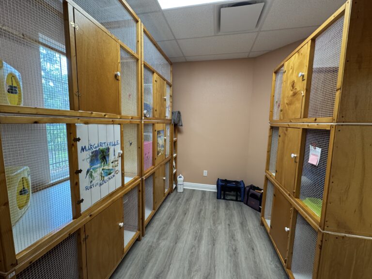 Home Room of cat boarding condos