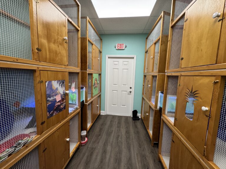Home Room of cat boarding condos